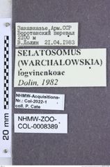 Etikette zu Selatosomus (Warchalowskia) longvinenkoae (Dolin, 1982) (NHMW-ZOO-COL-0008389)